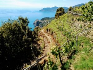 Hiking trail through vineyards in the Cinque Terre